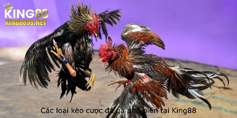 Các loại kèo cược đá gà phổ biến tại King88
