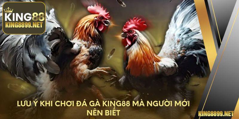 Lưu ý khi chơi đá gà King88 mà người mới nên biết