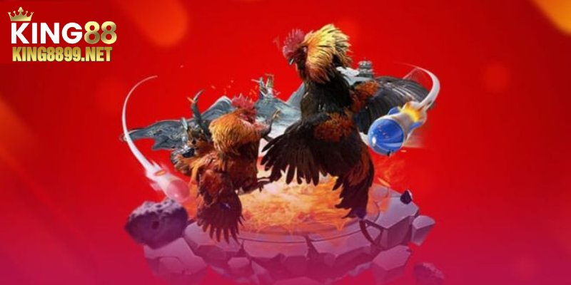 Lý do nên chọn kèo cược đá gà tại King88