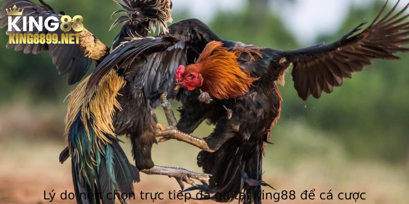Lý do nên chọn trực tiếp đá gà tại King88 để cá cược