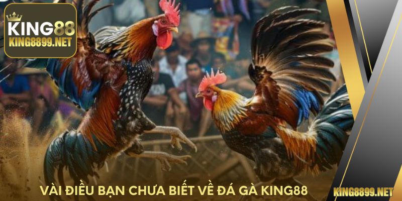 Vài điều bạn chưa biết về đá gà King88