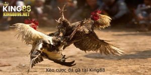 Kèo Cược Đá Gà – Đặt Cược Thông Minh, Thắng Lớn Tại King88