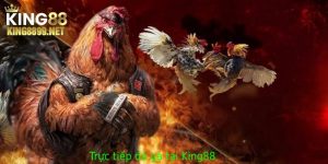 Trực Tiếp Đá Gà – Cập Nhật Mới Nhất Hôm Nay Tại King88